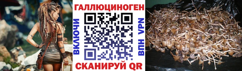 Псилоцибиновые грибы Psilocybe  Купить закладки  Оха 